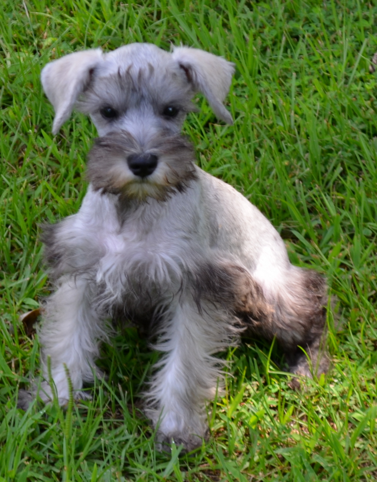 LOLA099 – Parsley-Dove Miniature Schnauzers