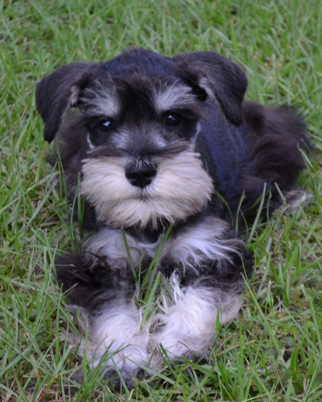 MARLEY-90 – Parsley-Dove Miniature Schnauzers